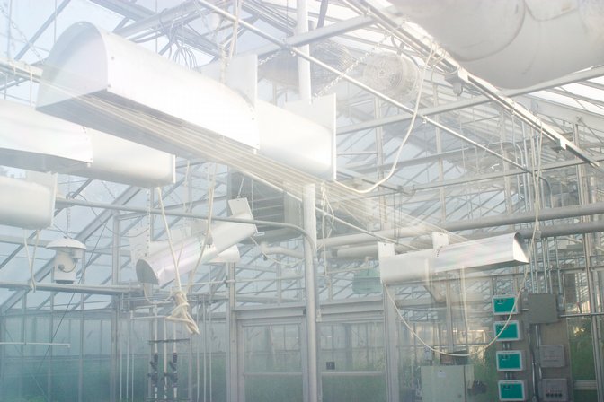 Greenhouse Interior