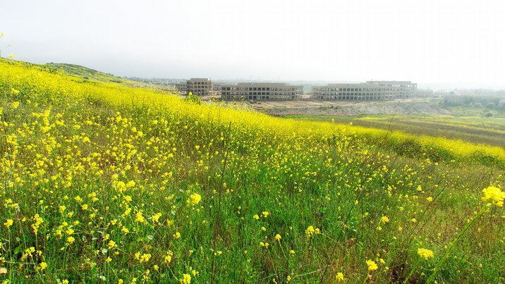 Construction Below Mustard