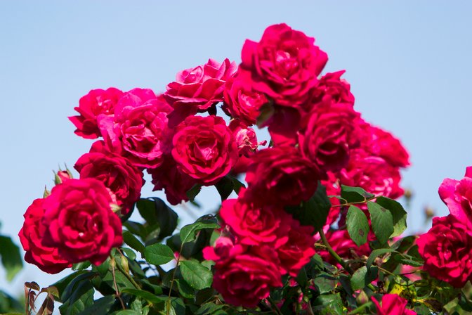 Mothers Day Roses