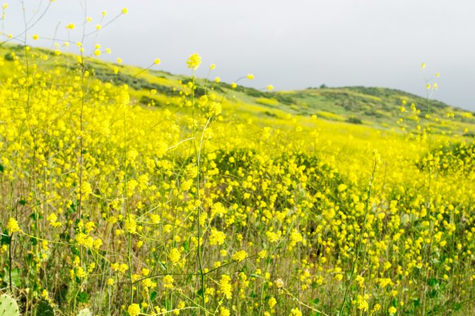 Mustard Hillside, V