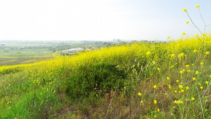 Mustard Hillside Vista