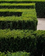Maze, I