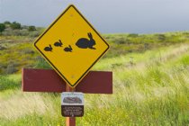 Bunny crossing