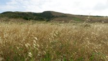 Dry grass