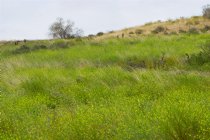 Mustard hillside