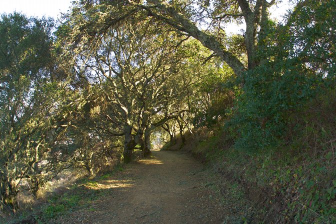 Twisty Oaks, I