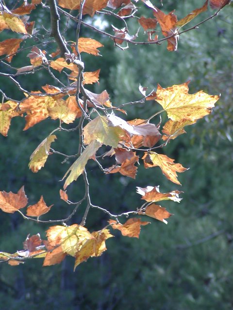 Sycamore branch and pines