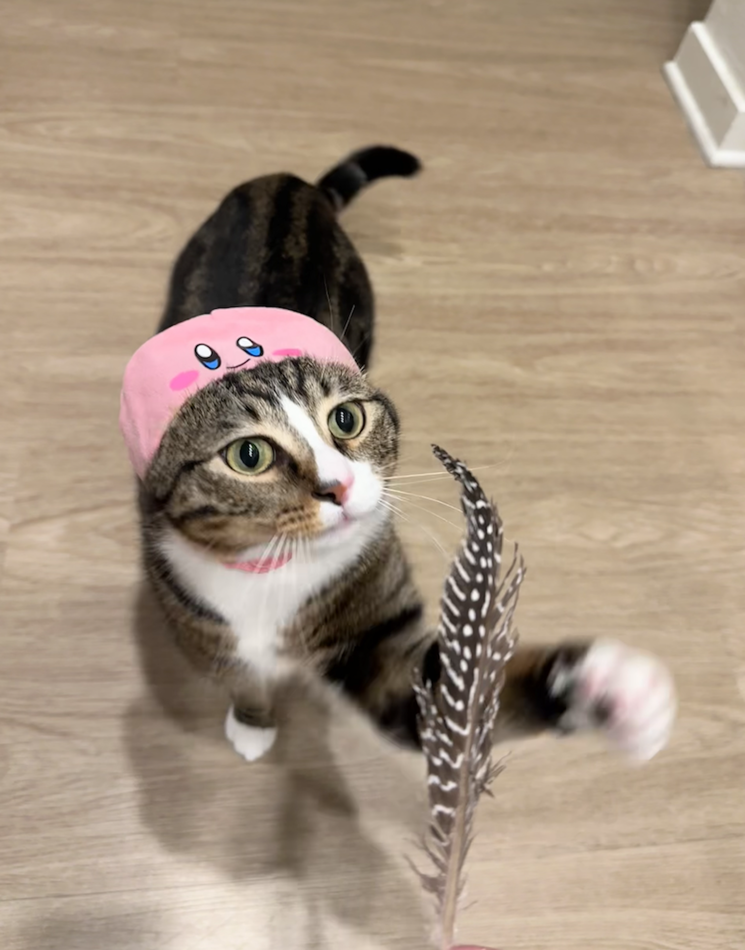 cat
