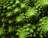 Broccoli Romanesco, photo by alfredo matacotta