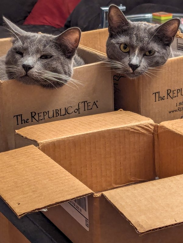 Two gray cats rest in two cardboard boxes, only their heads visible; a third smaller box lies empty in front of them