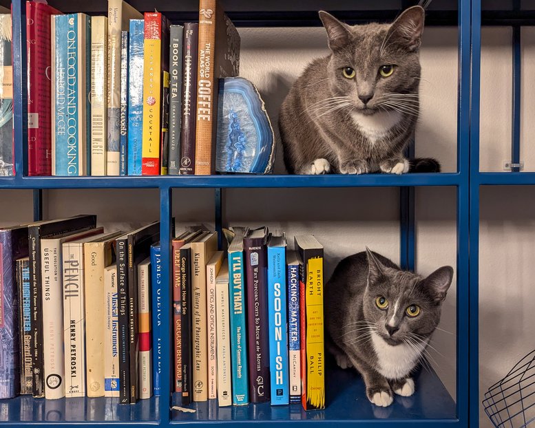 My cats above and below each other on two bookshelves, like bookends