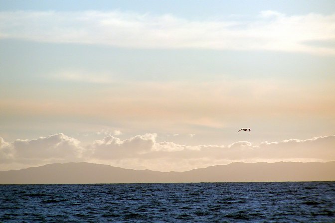 Lone seagull