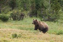 Grizzly Bear, IV