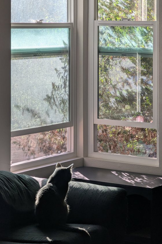 A gray cat, seen silhouetted from behind, sits on a gray sofa, looking out into a garden through two partially-open sash windows at the corner of a room. The early morning sunlight dapples the window panes with the shadows of the plants growing beyond them.