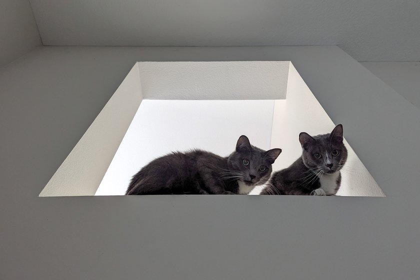 Two gray cats sit in a rectangular lintel, its perspective distorted as seen from below. They are silhouetted against the bright white ceiling of the room behind them.