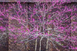 Lower Los Trancos Drive