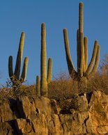 Saguaros Over Petroglyphs