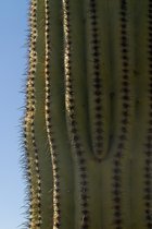 Saguaro Textures, I