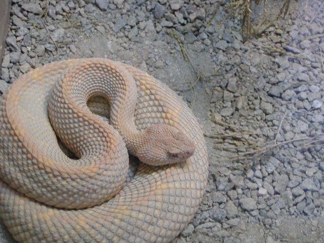 http://www.ics.uci.edu/~eppstein/pix/sdz/CoiledSnake-m.jpg