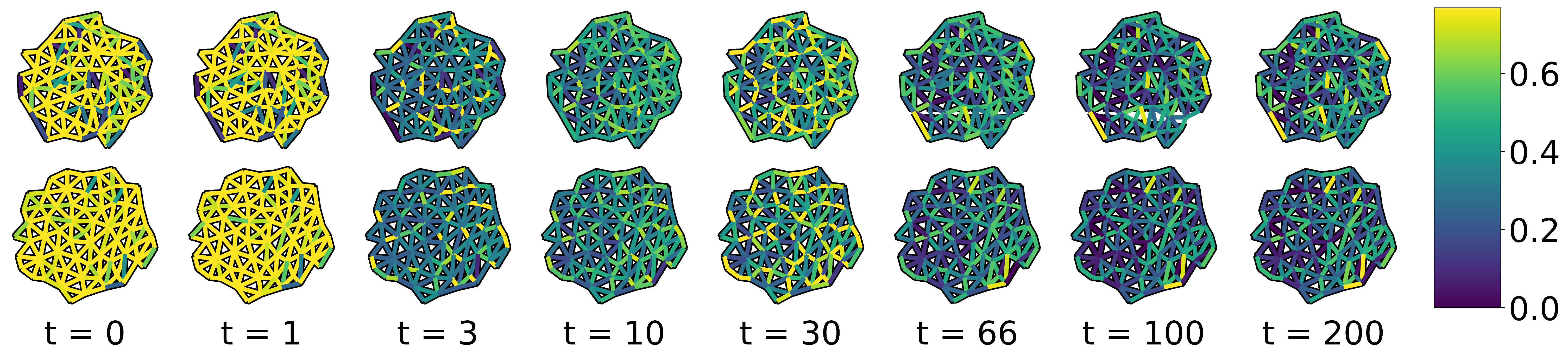 A neural network model learns edge weights which distinguish two classes of graphs. Each row shows the weight values assigned by the network at different times during the training process, from pre-training (far left) to convergence (right). The top row represents a patch of wild-type Arabidopsis cells, and the bottom row represents mutants. The pictured edge weights cause these two categories of graph to have distinct spectra.