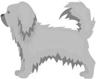 Pekingese, larger